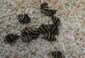 Bumble Bee Snail - 5 Pack