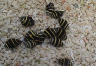 Bumble Bee Snail - 5 Pack