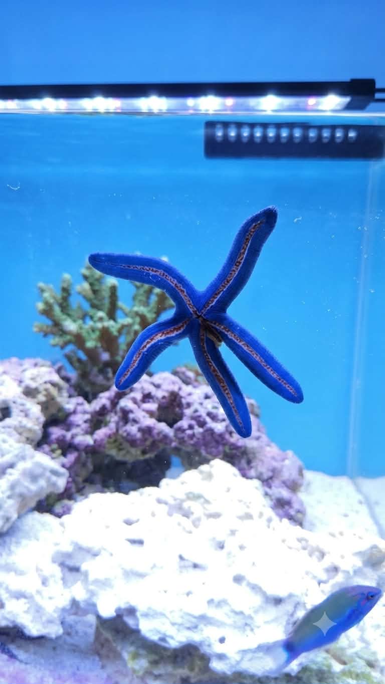 Blue Linckia Starfish - XL