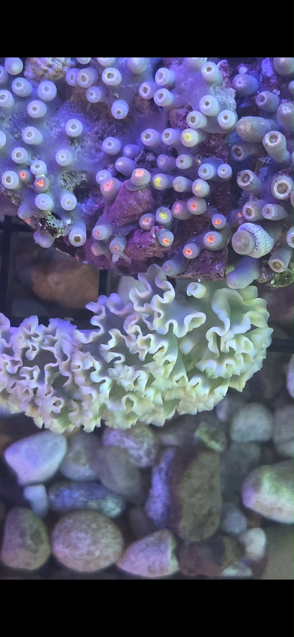 Lettuce Nudibrach