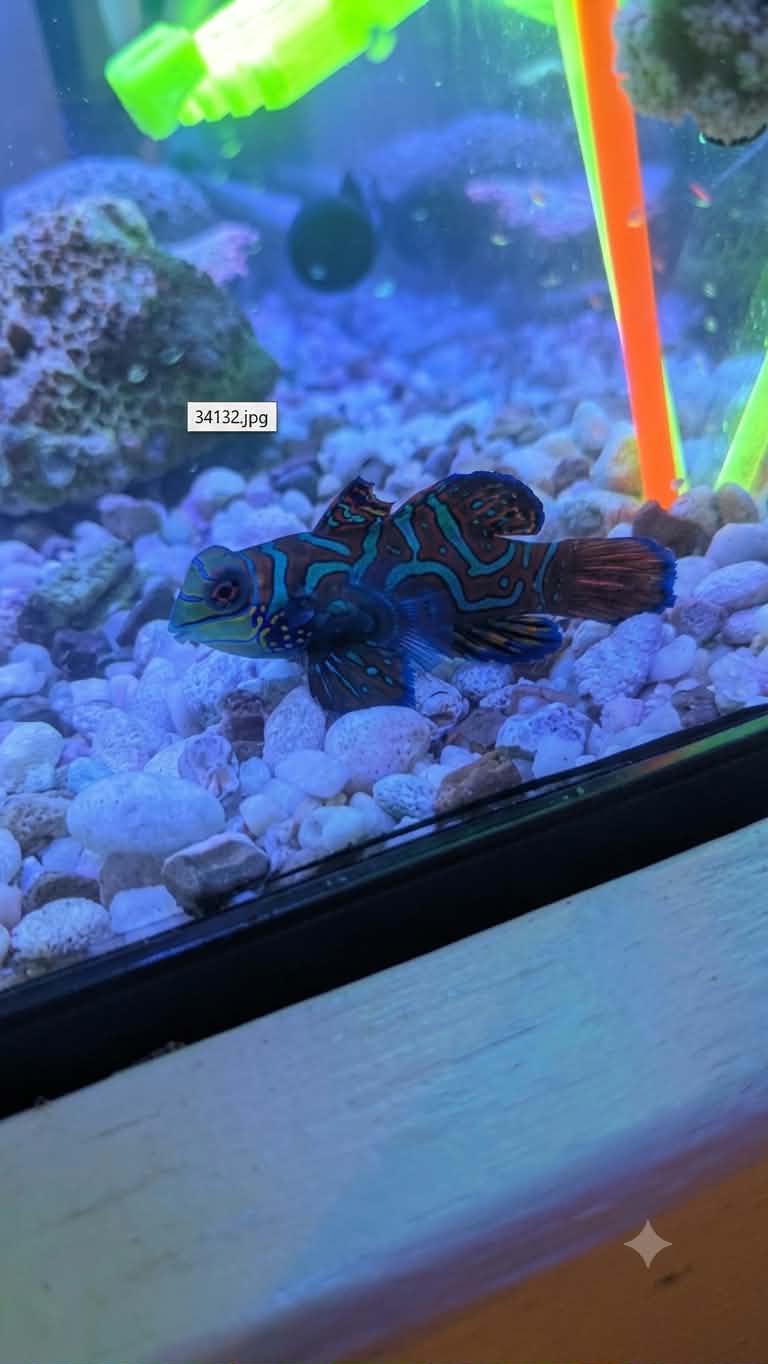Mandarin Dragonet