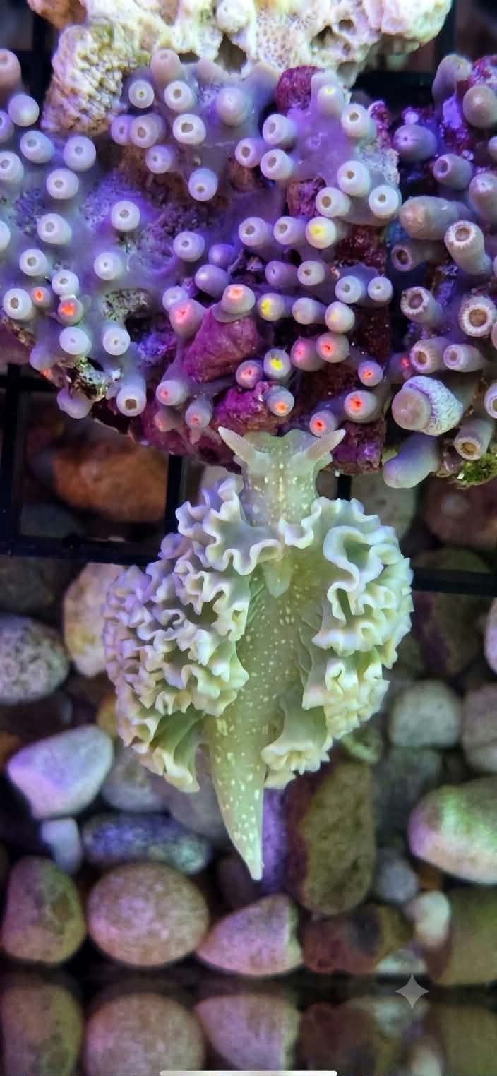Lettuce Nudibrach