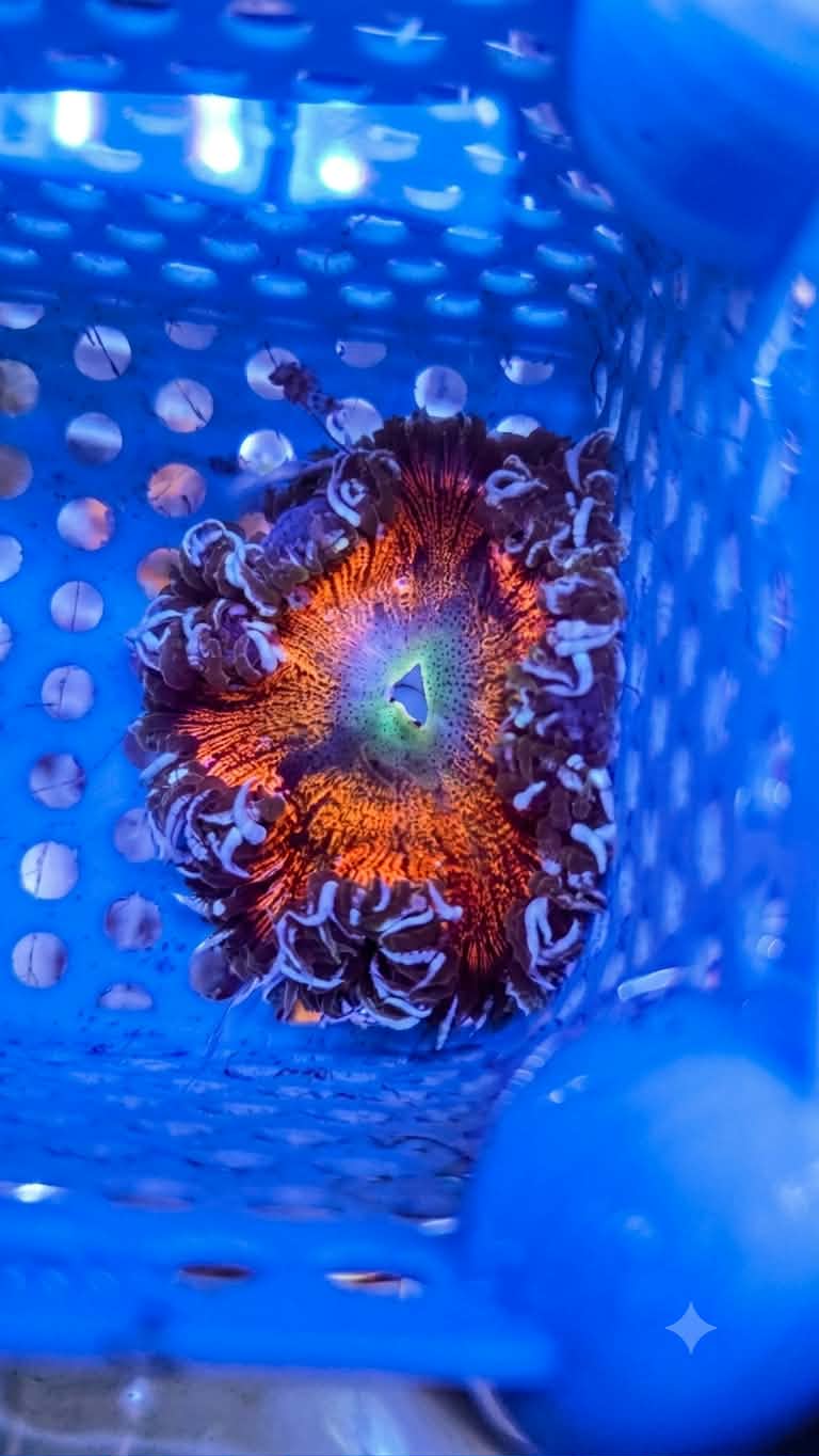 Rock Flower Anemone - Assorted