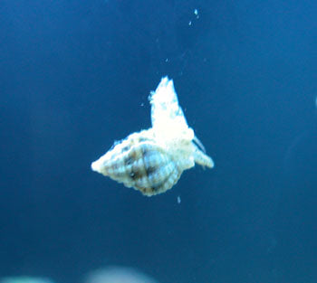 Nassarius Snail - 5 pack