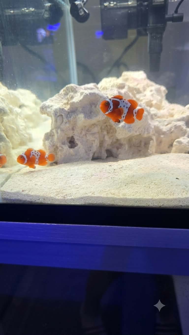 Lightning Maroon Clown Fish - Bonded Pair