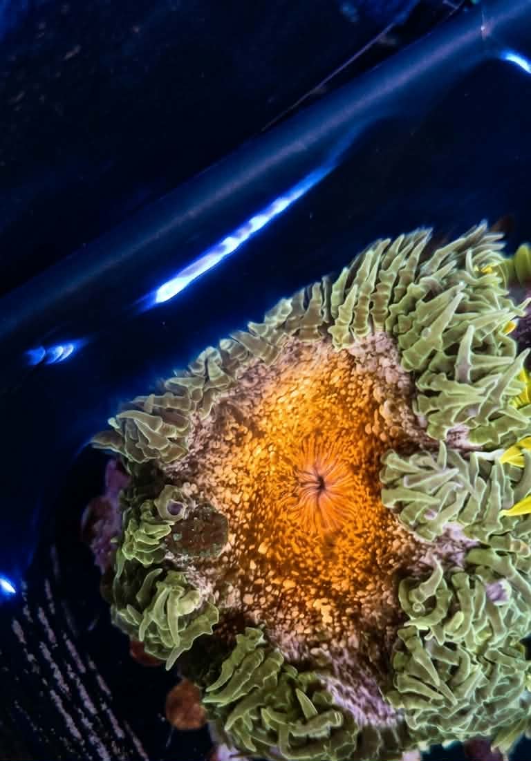 Rock Flower Anemone - Assorted
