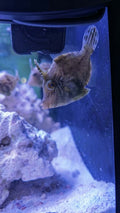 Matted File Fish