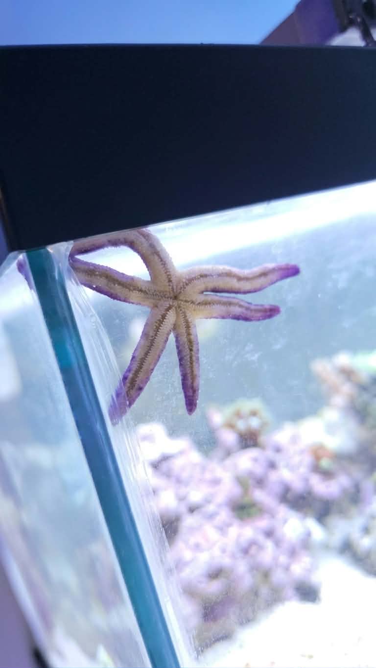 Purple Linckia Starfish - Md