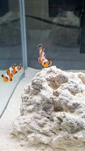 C/B Mocha Vinci Clown Fish- Bonded Pair