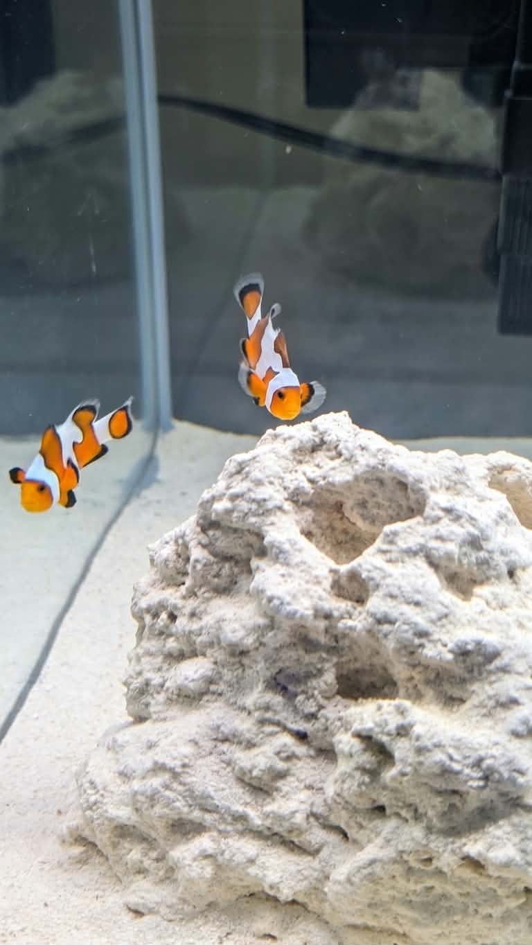 C/B Mocha Vinci Clown Fish- Bonded Pair